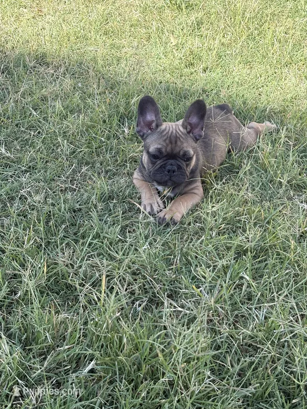 French Bulldog – French Bulldog puppy for sale in Laveen, AZ