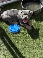 French Bulldog, a male French Bulldog for sale in Laveen, AZ – 6 of 7