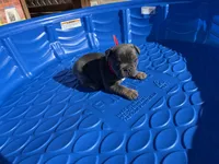 French Bulldog, a male French Bulldog for sale in Laveen, AZ – 7 of 7