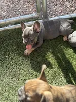 French bulldog , a male French Bulldog for sale in Laveen, AZ – 5 of 5