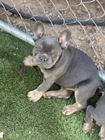 French bulldog , a male French Bulldog for sale in Laveen, AZ – 3 of 5