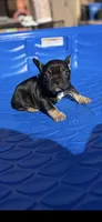 French Bulldog, a male French Bulldog for sale in Laveen, AZ – 6 of 6