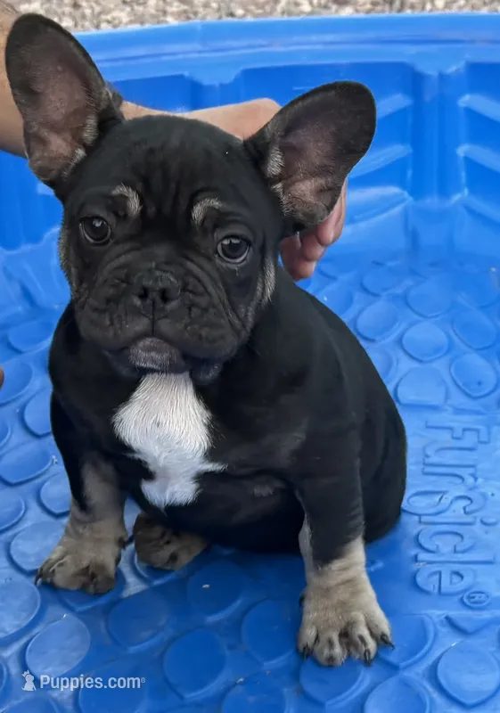 French Bulldog – French Bulldog puppy for sale in Laveen, AZ