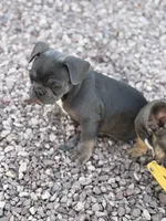 French Bulldog, a male French Bulldog for sale in Laveen, AZ – 3 of 7