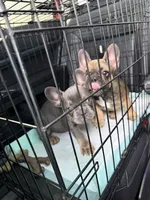 French bulldog , a male French Bulldog for sale in Laveen, AZ – 2 of 5