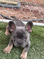 French bulldog , a male French Bulldog for sale in Laveen, AZ – 4 of 5