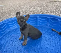 French bulldog , a male French Bulldog for sale in Laveen, AZ – 3 of 4
