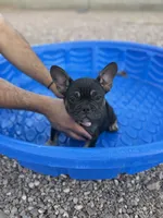 French Bulldog, a male French Bulldog for sale in Laveen, AZ – 7 of 7