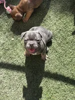 French Bulldog, a male French Bulldog for sale in Laveen, AZ – 5 of 7