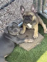 French Bulldog, a male French Bulldog for sale in Laveen, AZ – 3 of 5