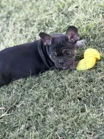 French Bulldog, a male French Bulldog for sale in Laveen, AZ – 3 of 6