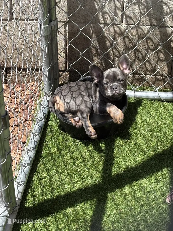 French bulldog  – French Bulldog puppy for sale in Laveen, AZ