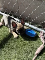 French Bulldog, a male French Bulldog for sale in Laveen, AZ – 5 of 5