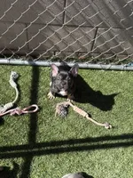 French Bulldog, a male French Bulldog for sale in Laveen, AZ – 4 of 6