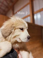 AKC  Great Pyrenees , a female Great Pyrenees for sale in Cynthiana, KY – Photo 3 of 3