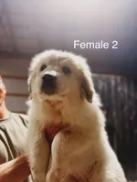 AKC  Great Pyrenees , a female Great Pyrenees for sale in Cynthiana, KY – Photo 1 of 3