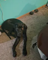 Hulk, a male Cane Corso for sale in Park Hills, MO – 2 of 2