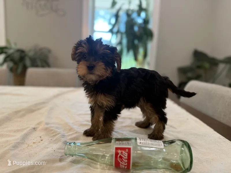 Rose pink – Yorkshire Terrier puppy for sale in Frederick, MD