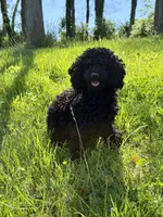Minnie, a female Poodle - Miniature  for sale in Frederick, MD – 2 of 3