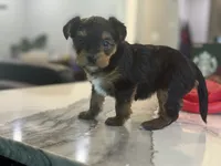 Rose pink, a female Yorkshire Terrier for sale in Frederick, MD – 3 of 7