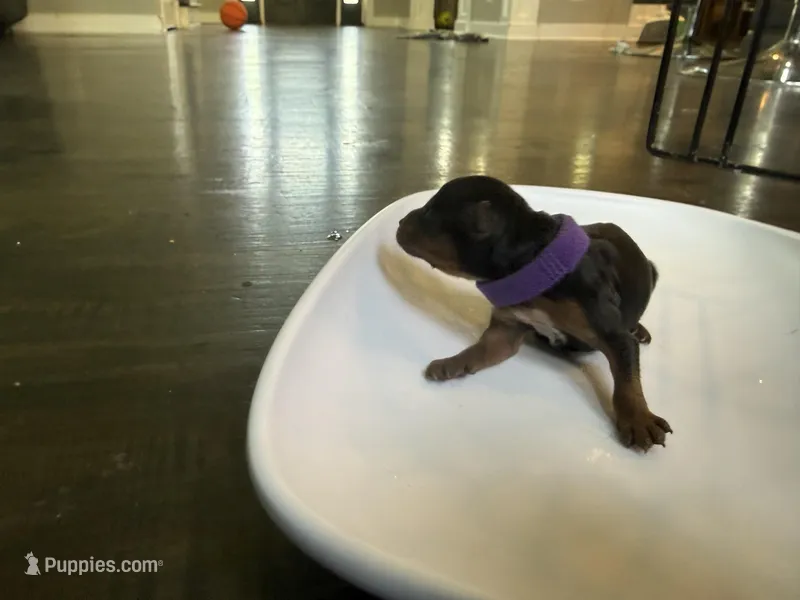 Purple – Yorkshire Terrier puppy for sale in Frederick, MD