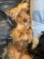 Stitch , a male Yorkshire Terrier for sale in Frederick, MD – Photo 5 of 6