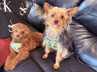 Stitch , a male Yorkshire Terrier for sale in Frederick, MD – Photo 3 of 6