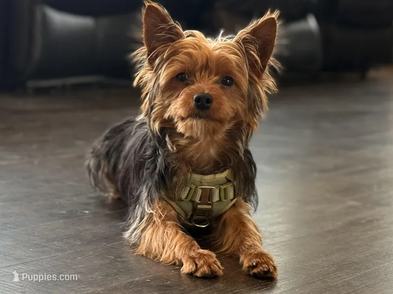Stitch  – Yorkshire Terrier puppy for sale in Frederick, MD