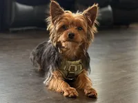 Stitch , a male Yorkshire Terrier for sale in Frederick, MD – Photo 1 of 6