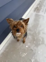 Stitch , a male Yorkshire Terrier for sale in Frederick, MD – Photo 2 of 6