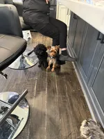 Stitch , a male Yorkshire Terrier for sale in Frederick, MD – Photo 6 of 6