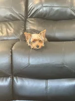 Stitch , a male Yorkshire Terrier for sale in Frederick, MD – Photo 4 of 6