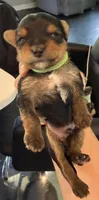 Neon Green, a male Yorkshire Terrier for sale in Frederick, MD – 6 of 6