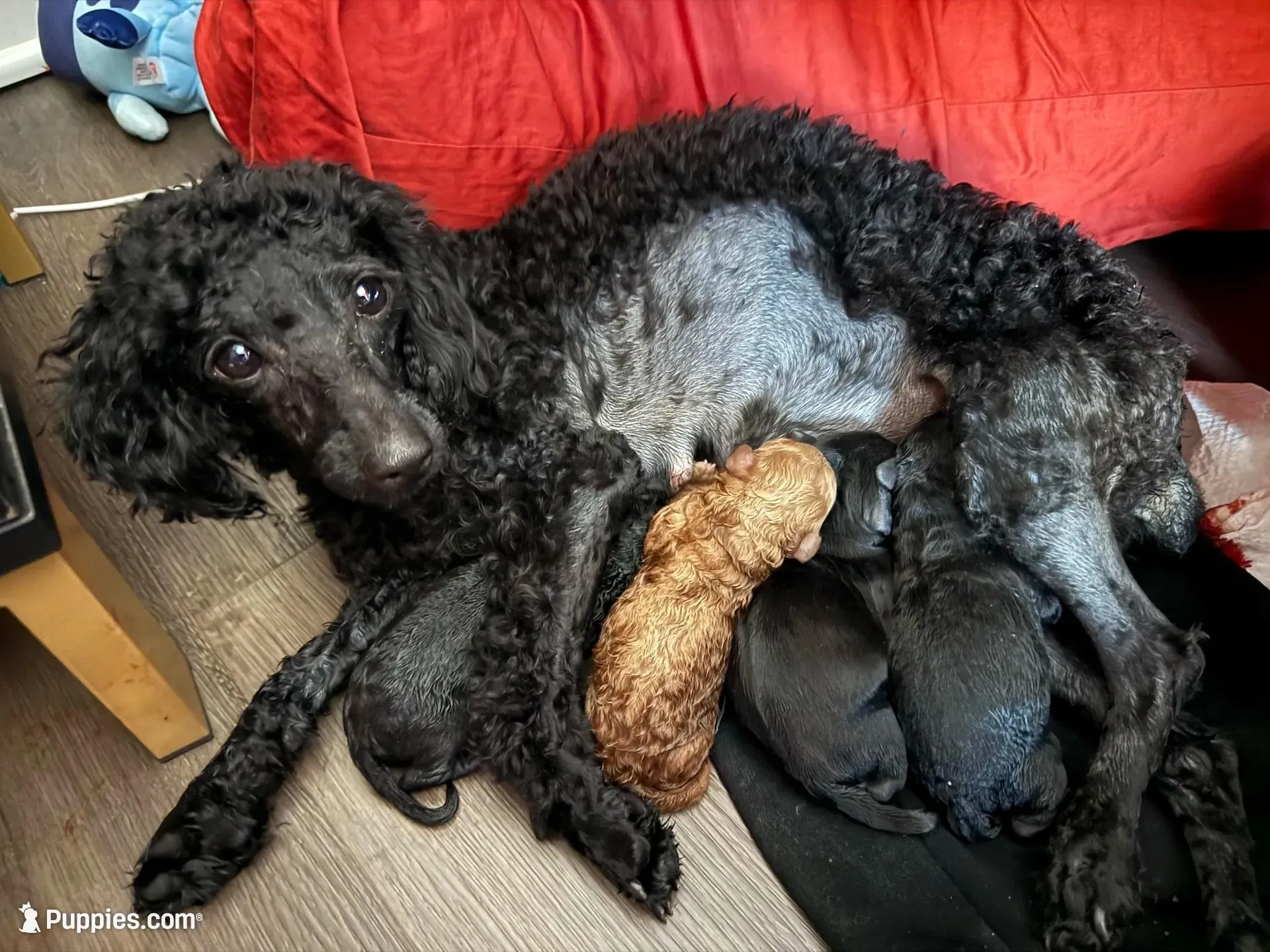 Pink Blossom, a female Yorkipoo for sale in Frederick, MD – Photo 7 of 10