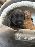 Pink Blossom, a female Yorkipoo for sale in Frederick, MD – Photo 5 of 10