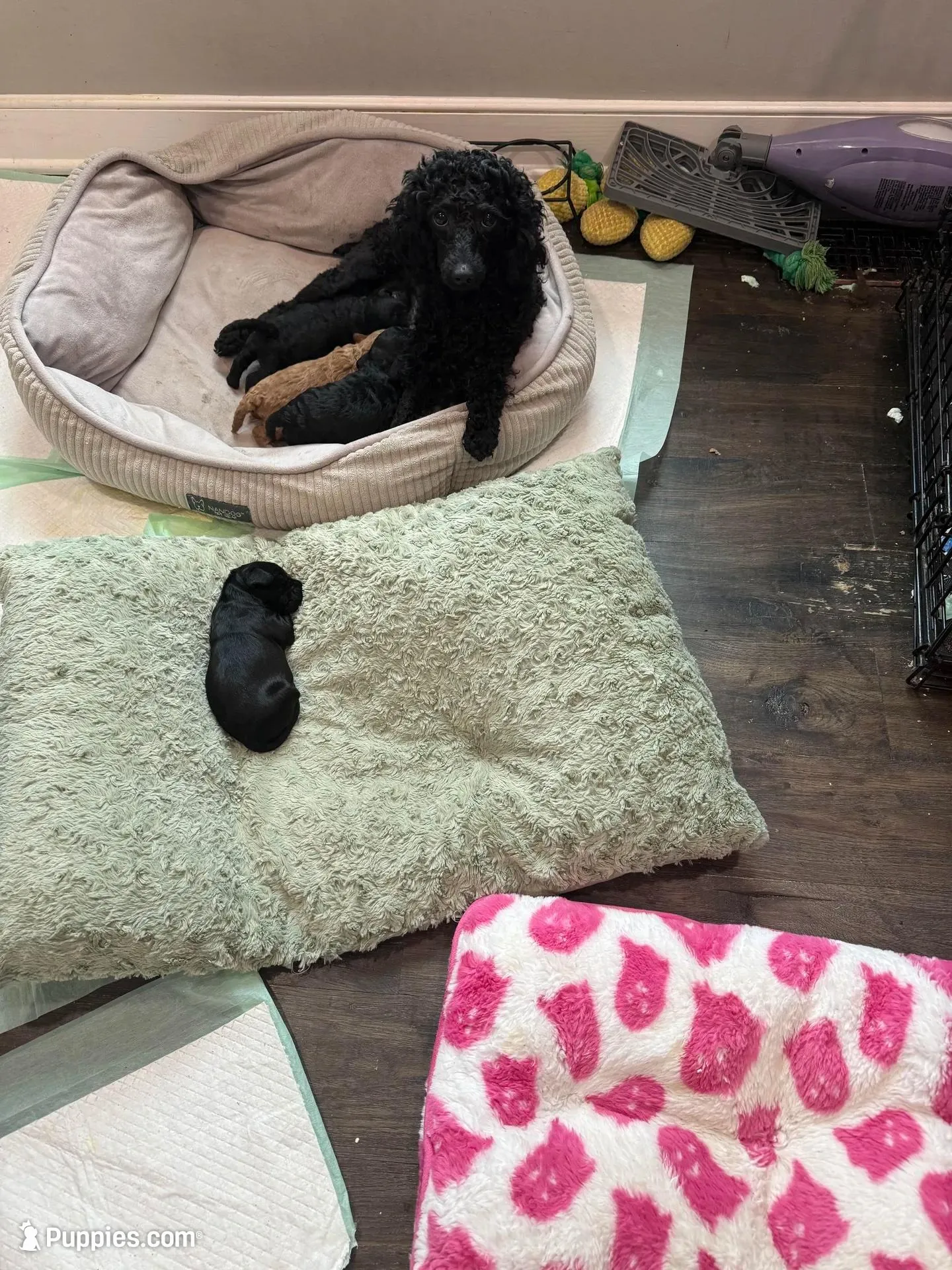 Pink Blossom, a female Yorkipoo for sale in Frederick, MD – Photo 9 of 10