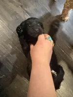 Pink Blossom, a female Yorkipoo for sale in Frederick, MD – Photo 3 of 10