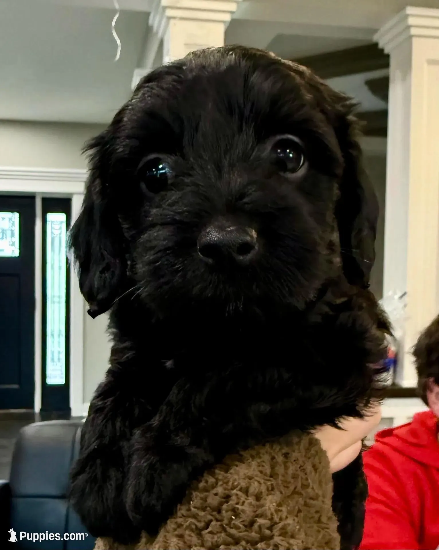 Pink Blossom – Yorkipoo puppy for sale in Frederick, MD