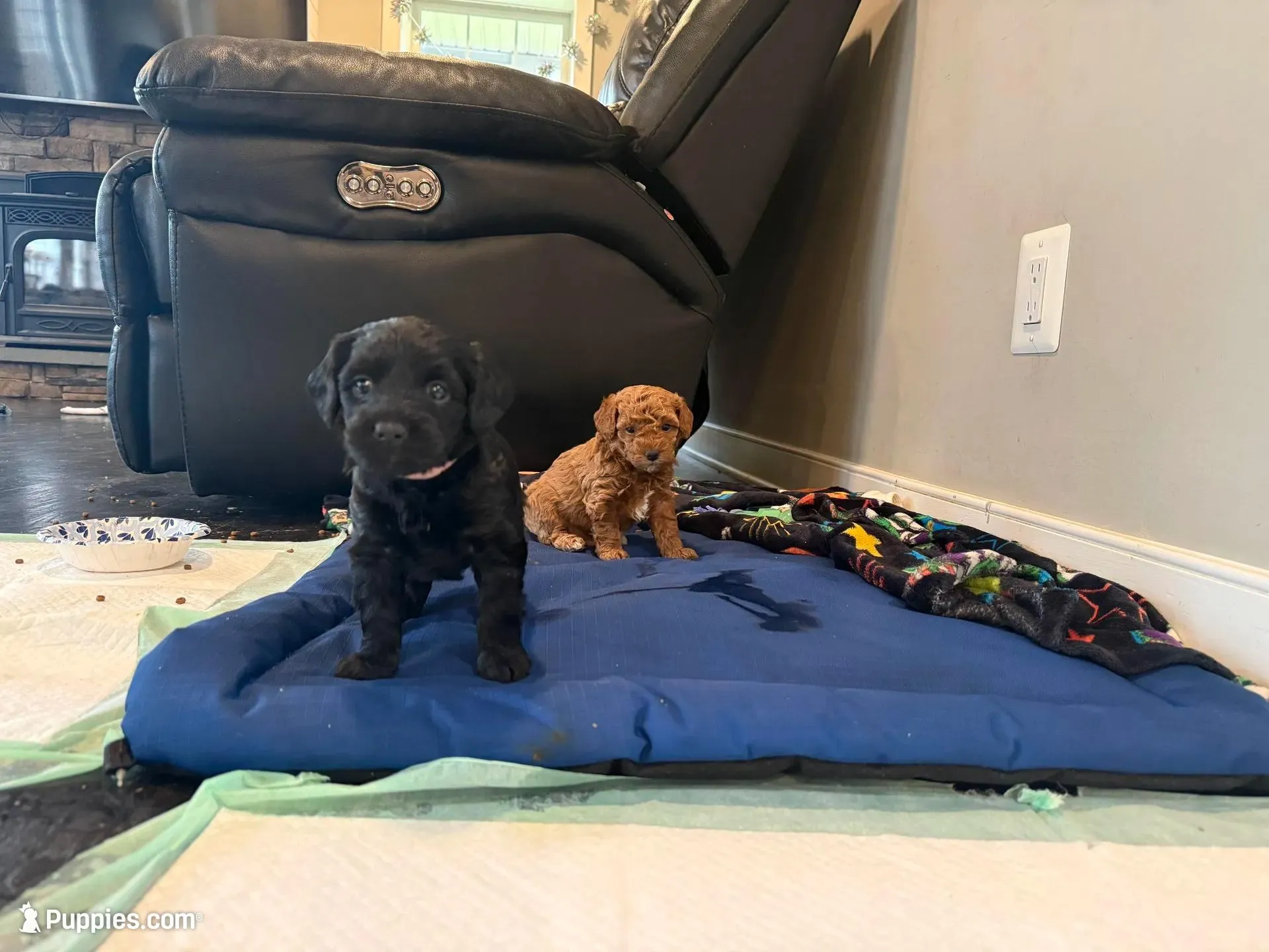 Pink Blossom, a female Yorkipoo for sale in Frederick, MD – Photo 4 of 10