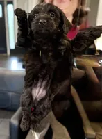 Pink Blossom, a female Yorkipoo for sale in Frederick, MD – Photo 2 of 10