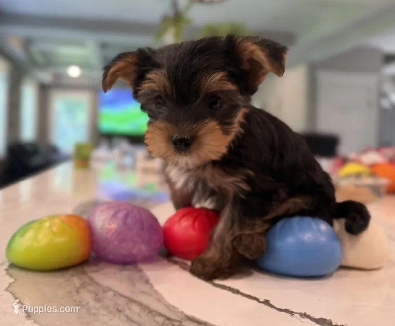 Green – Yorkshire Terrier puppy for sale in Frederick, MD