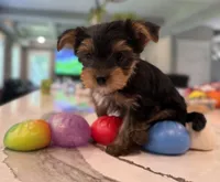 Green, a male Yorkshire Terrier for sale in Frederick, MD – 1 of 8