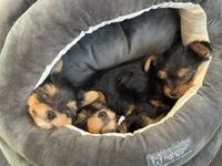 Green, a male Yorkshire Terrier for sale in Frederick, MD – 8 of 8