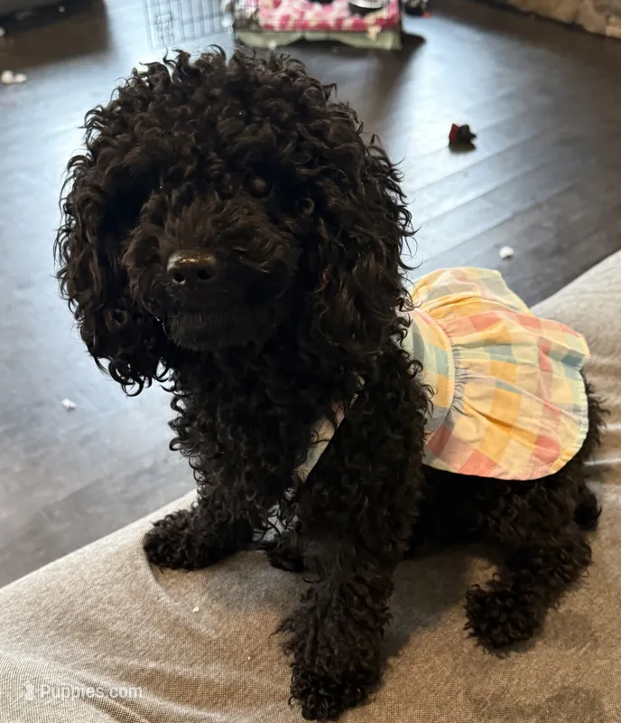 Minnie – Poodle - Miniature  puppy for sale in Frederick, MD