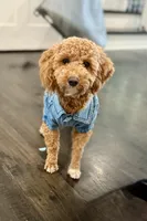 Meeko, a female Poodle - Miniature  for sale in Frederick, MD – Photo 4 of 8