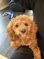 Meeko, a female Poodle - Miniature  for sale in Frederick, MD – Photo 3 of 8