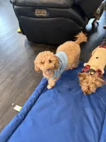 Meeko, a female Poodle - Miniature  for sale in Frederick, MD – Photo 8 of 8