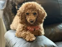 Meeko, a female Poodle - Miniature  for sale in Frederick, MD – Photo 2 of 8