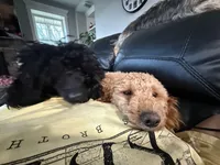 Meeko, a female Poodle - Miniature  for sale in Frederick, MD – Photo 6 of 8