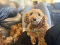 Meeko, a female Poodle - Miniature  for sale in Frederick, MD – Photo 7 of 8